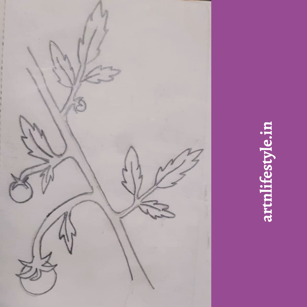 easy drawing ideas - tomato plant