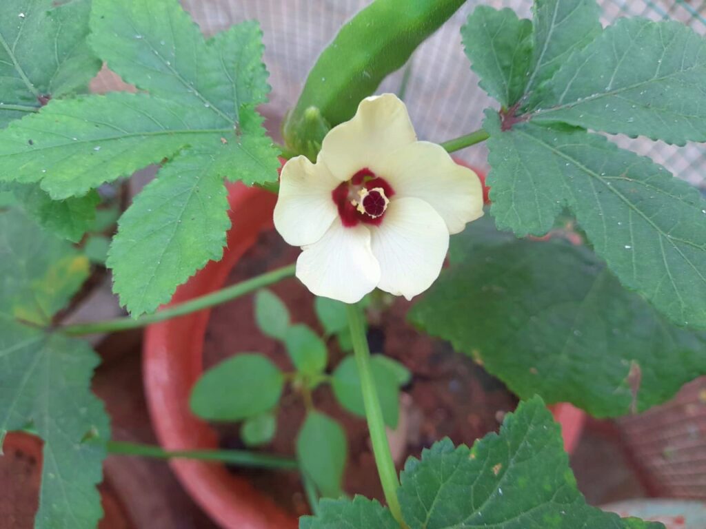 grow okra from seeds