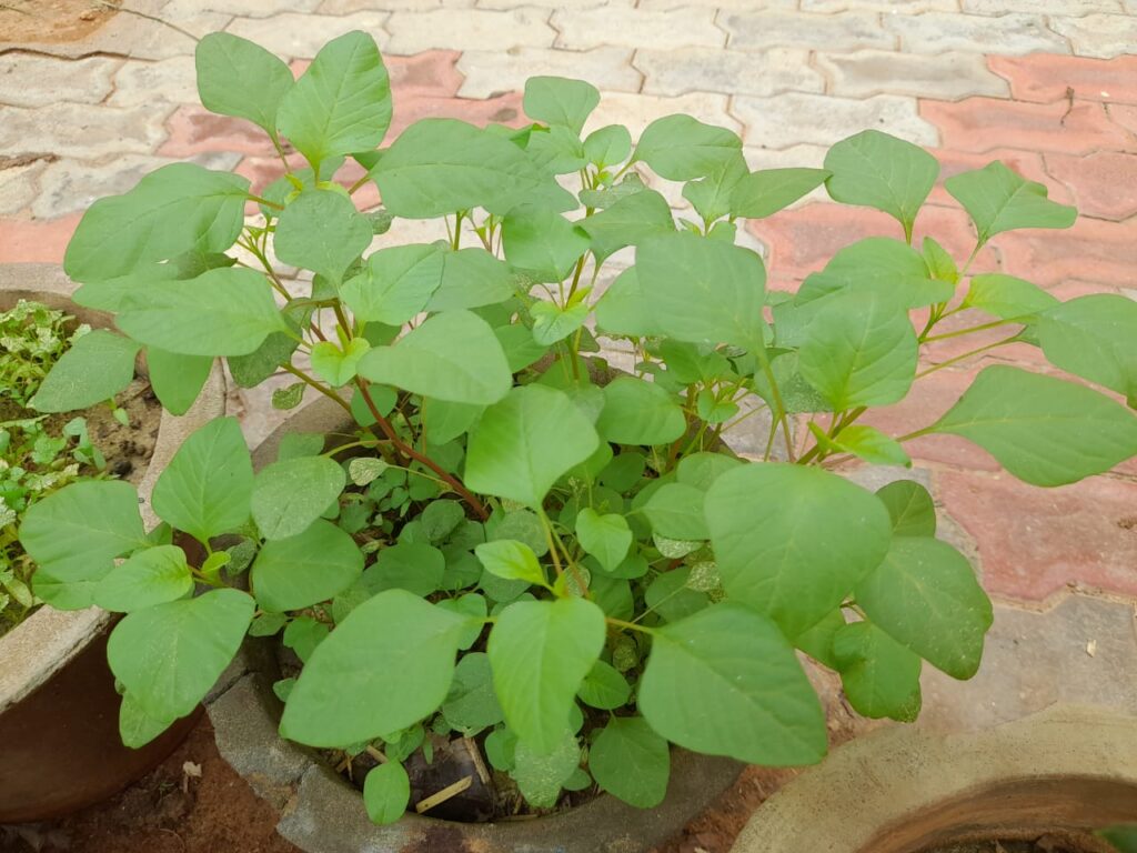 grow spinach from seeds in pots