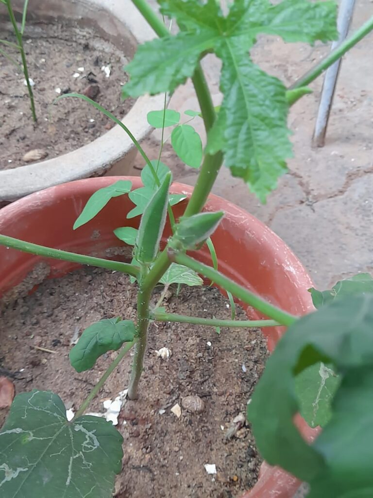 grow okra from seeds