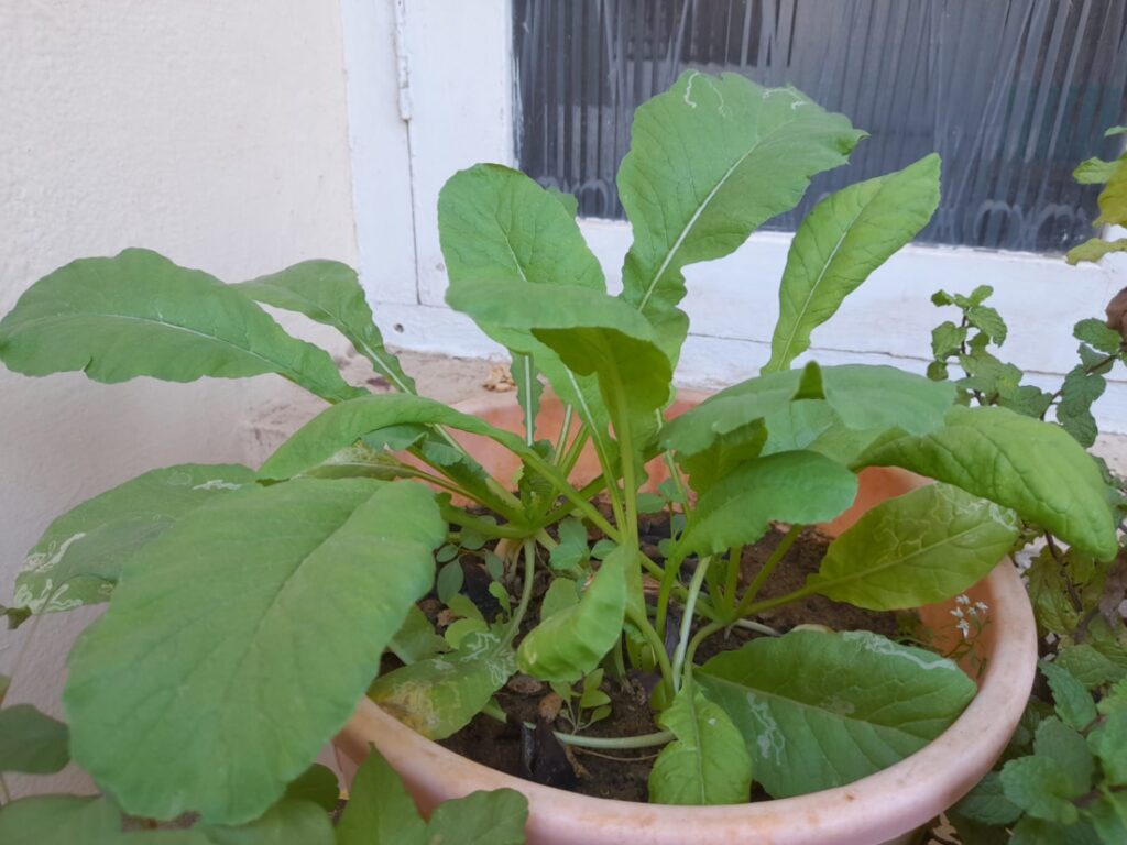 grow radish from seeds