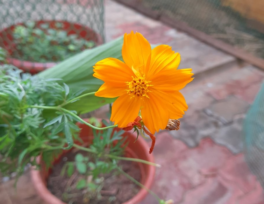 easy flowers to grow