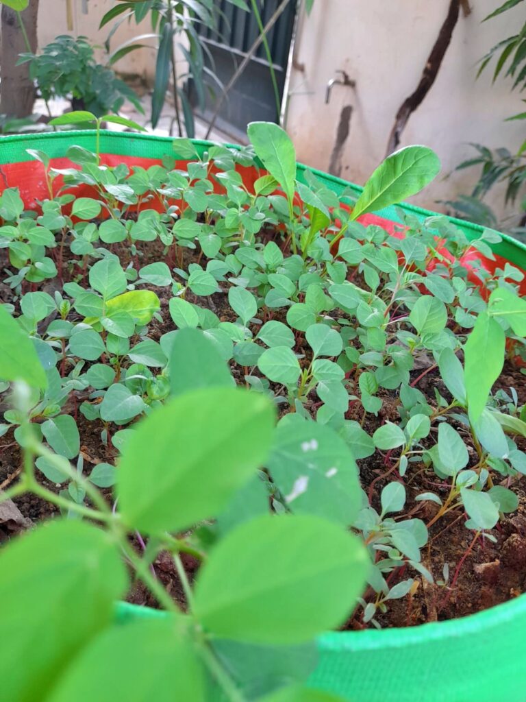 grow spinach from seeds in pots