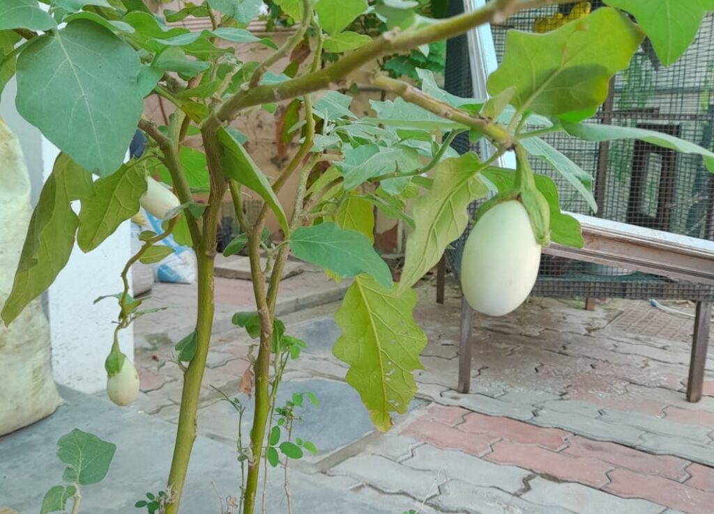 grow eggplant in a pot
