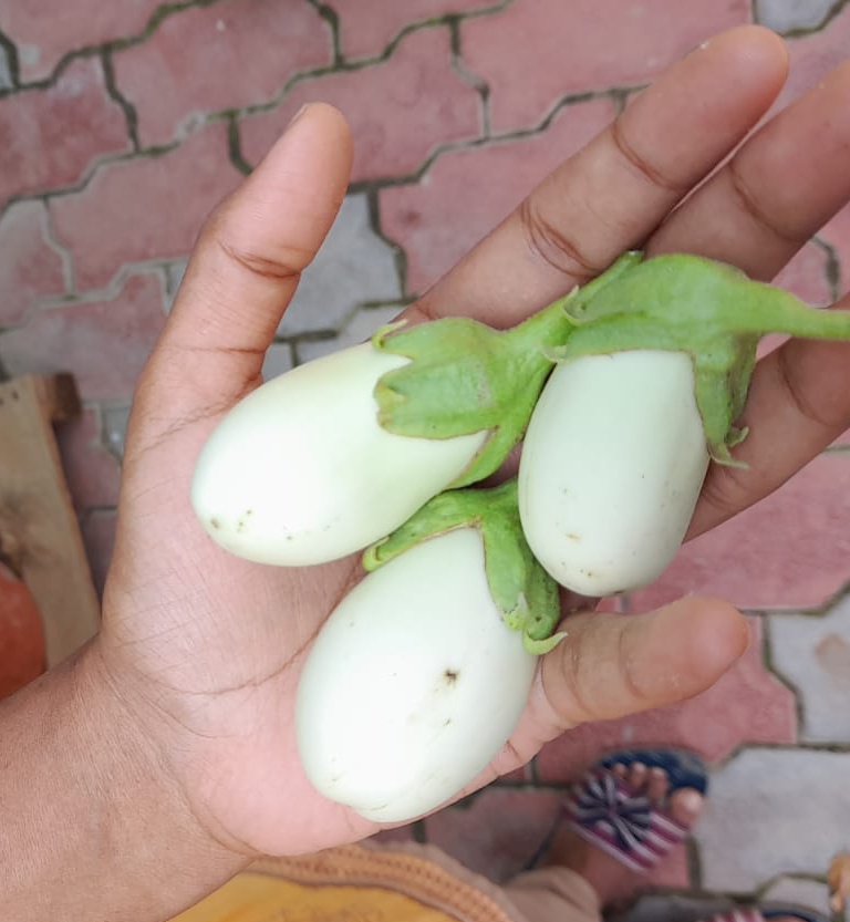 grow eggplant in a pot