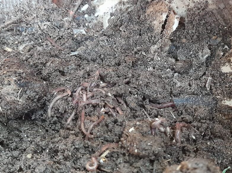 make vermicompost at home