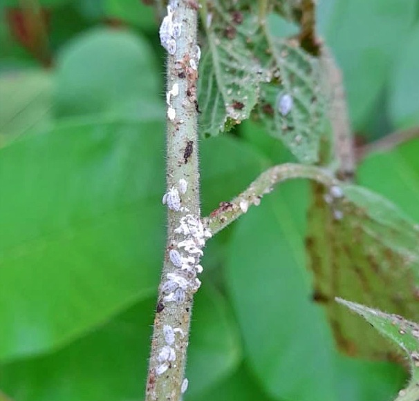 get rid of mealy bugs on plants
