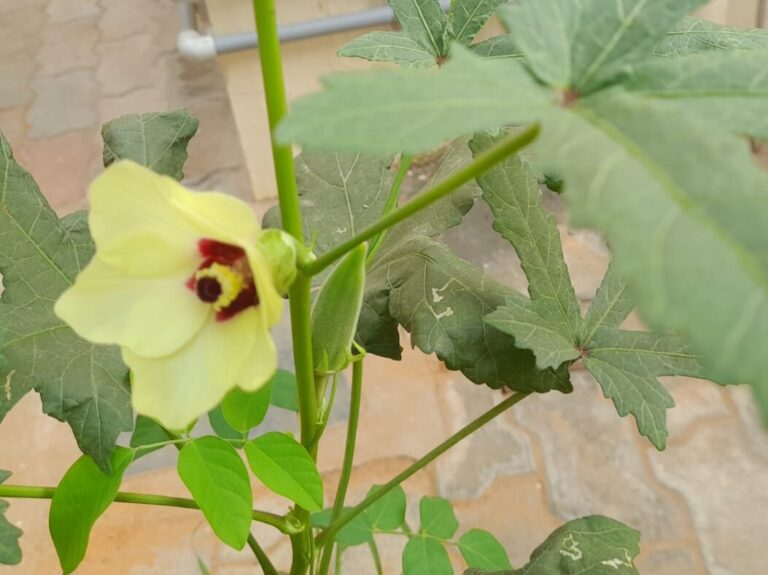 vegetables to grow in summer