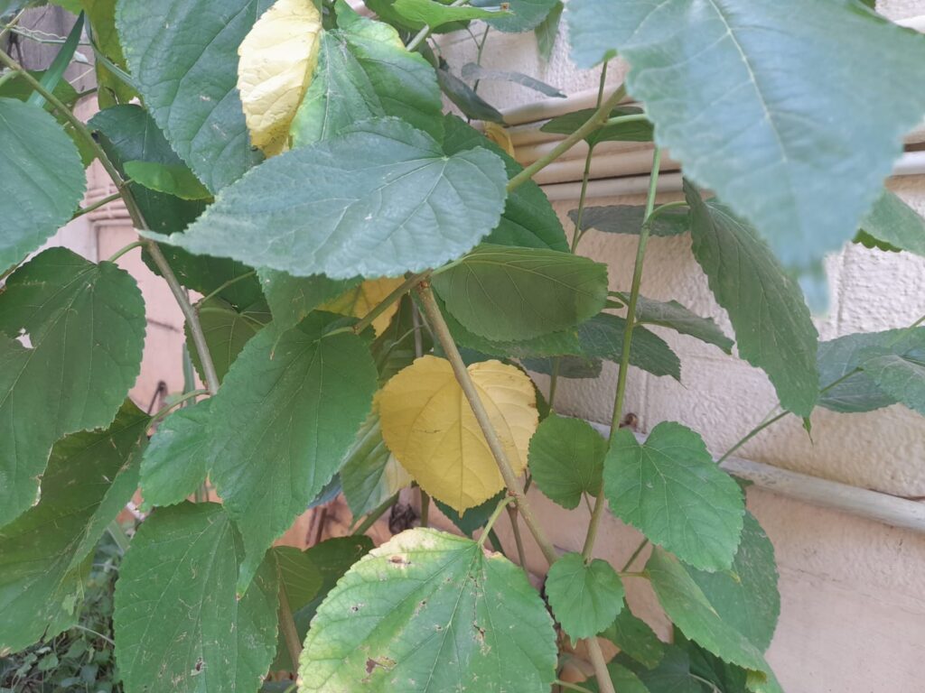 plant leaves turning yellow