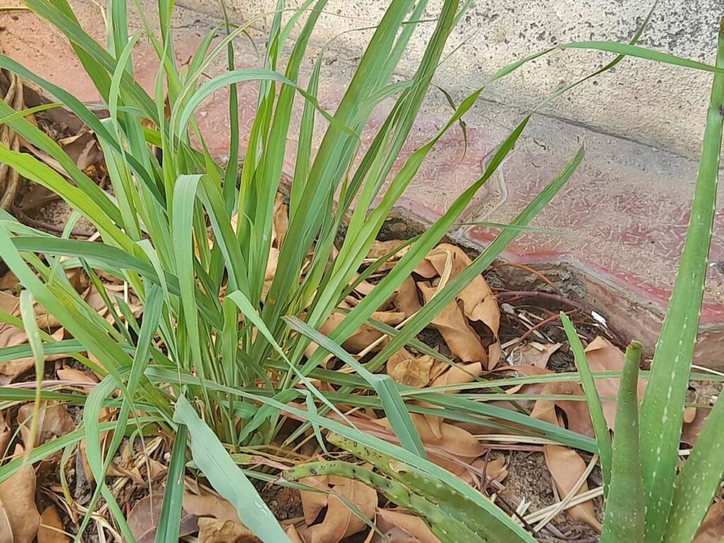 plants that repel snakes