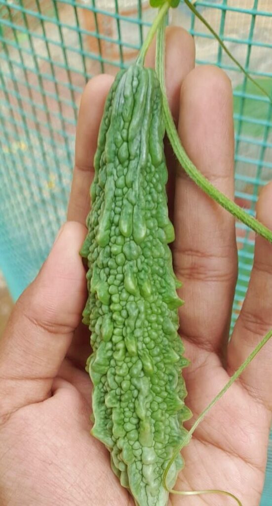 vegetables to grow in summer