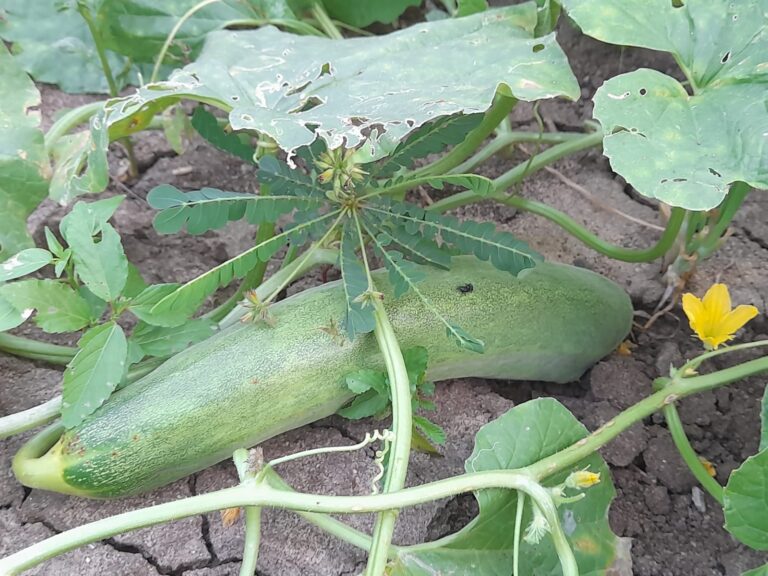 vegetables to grow in summer