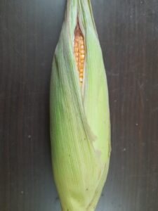 vegetables to grow in summer