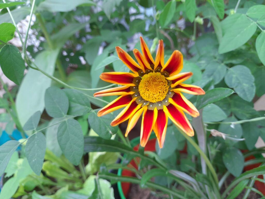 how to plant gazania